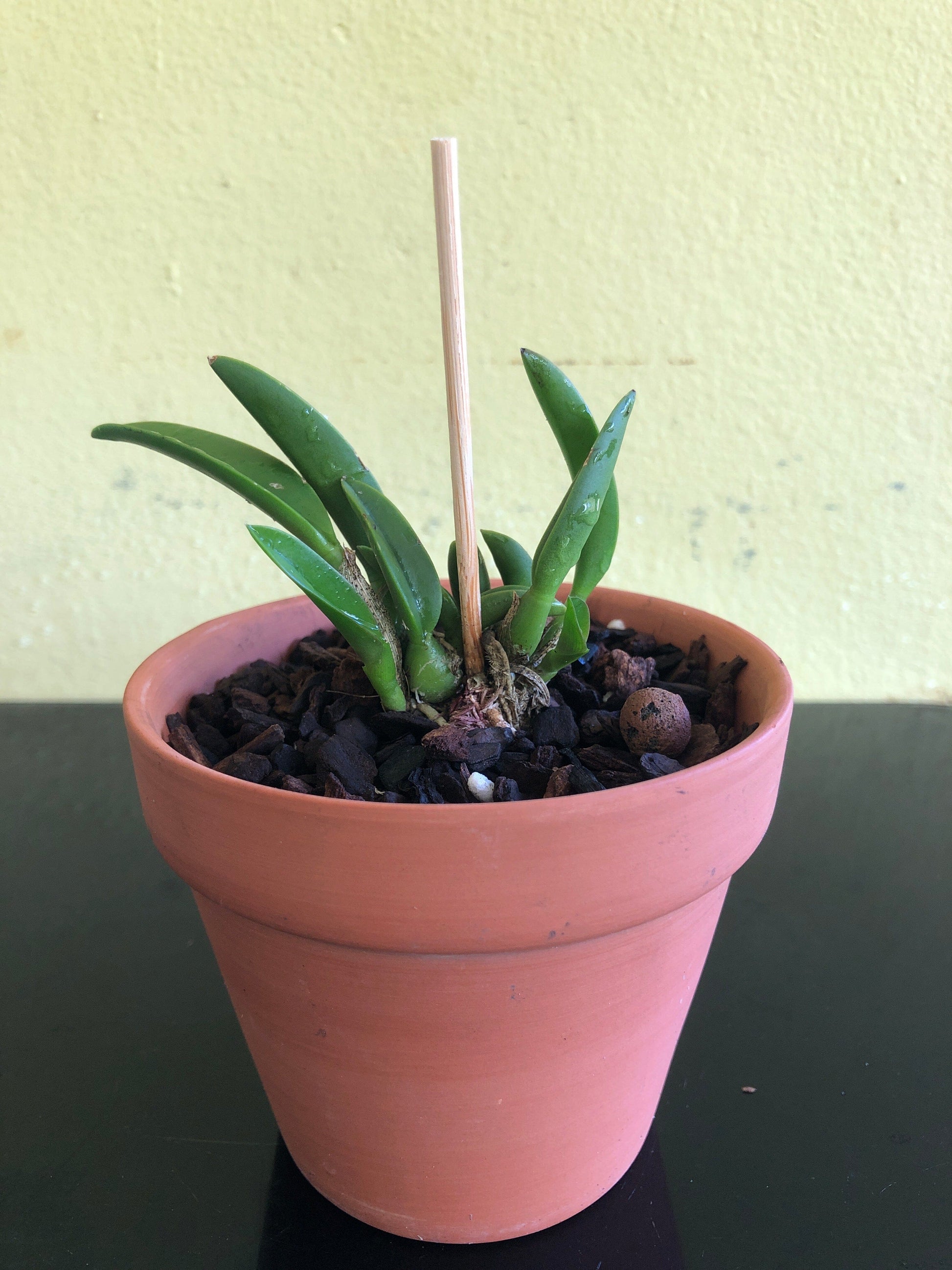 Cattleya reginae Cattleya La Foresta Orchids 