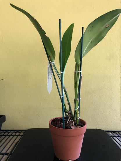 Cattleya rex var. moyobamba Cattleya La Foresta Orchids 