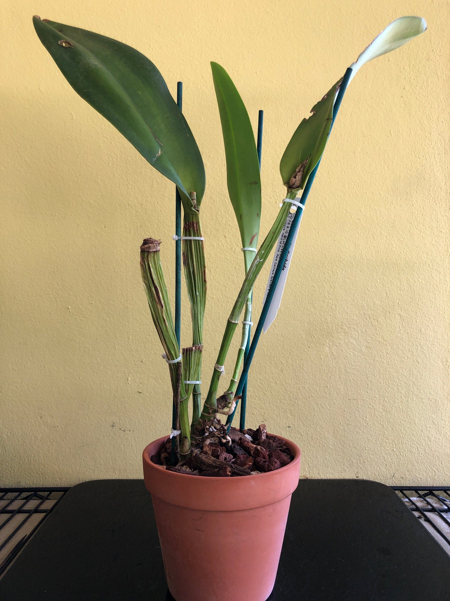 Cattleya rex var. moyobamba Cattleya La Foresta Orchids 