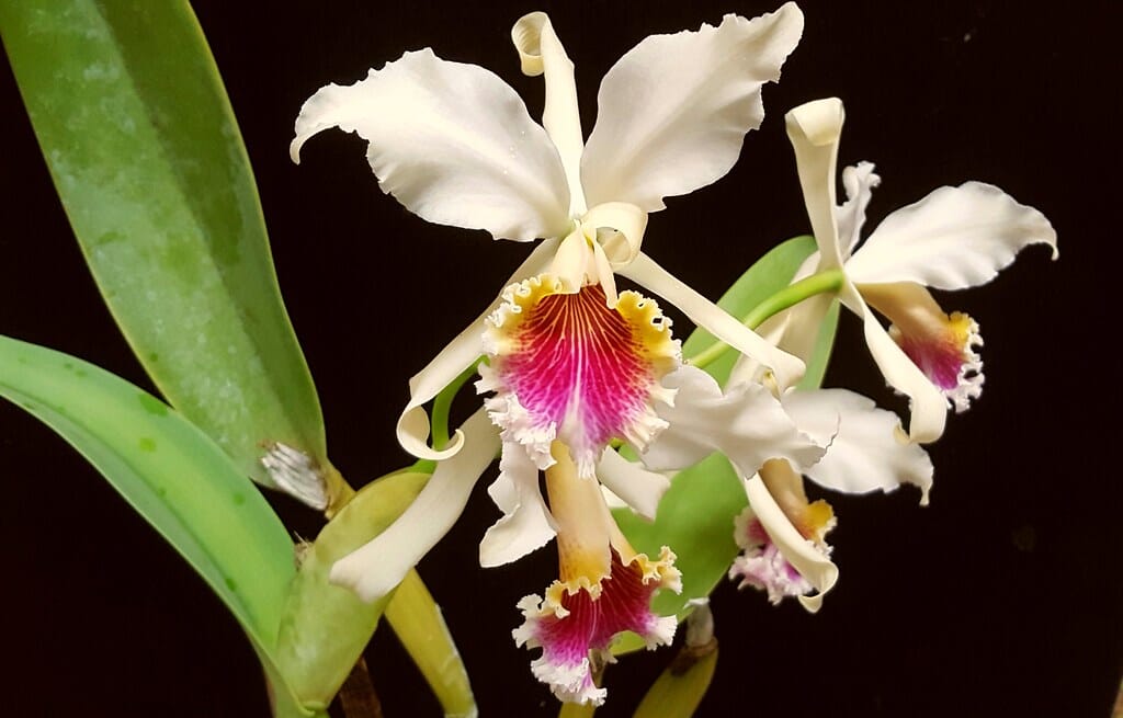 Cattleya rex var. semi alba Cattleya La Foresta Orchids 