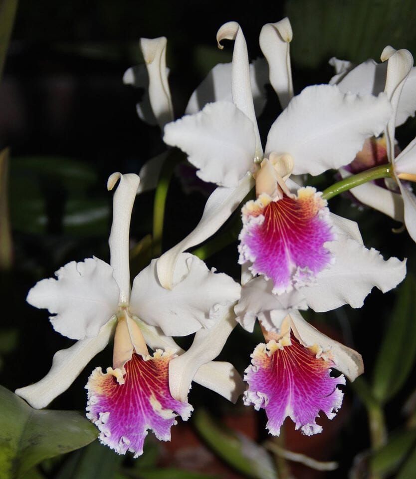 Cattleya rex var. semi alba Cattleya La Foresta Orchids 