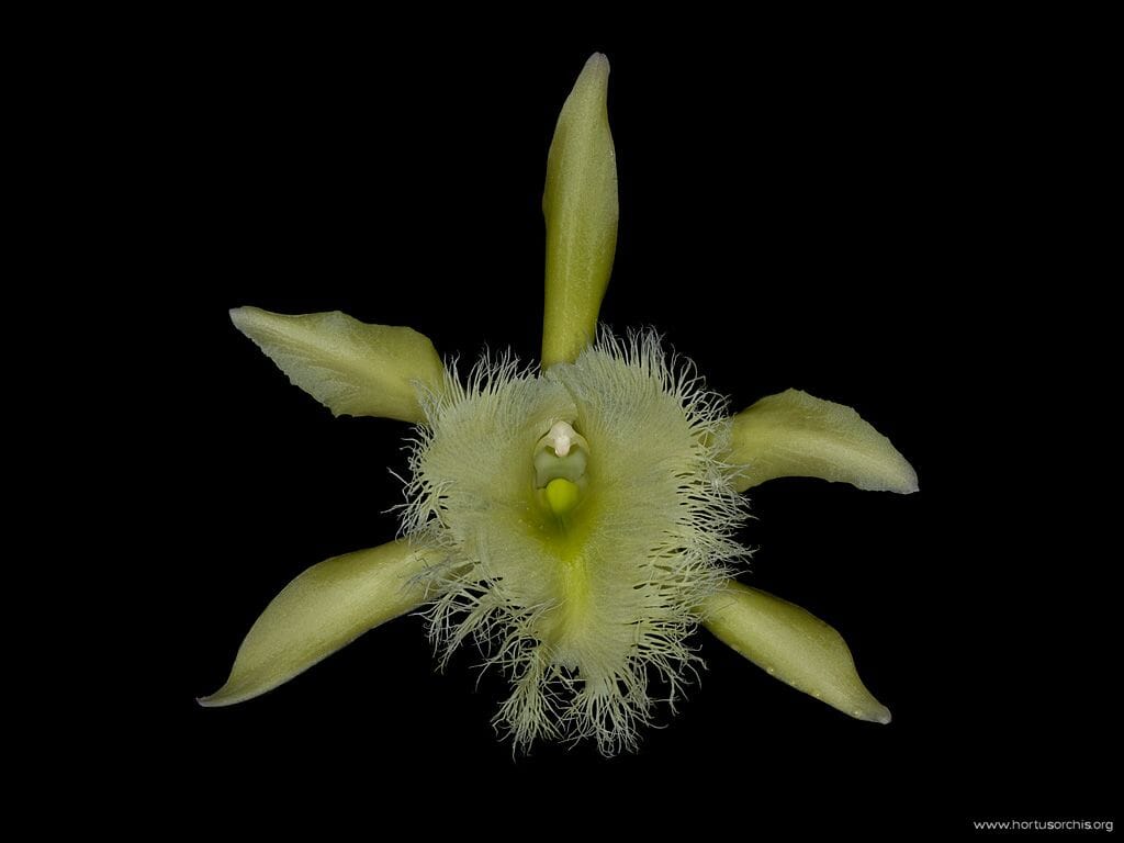 Cattleya schroederae x Brassavola digbyana Cattleya La Foresta Orchids 