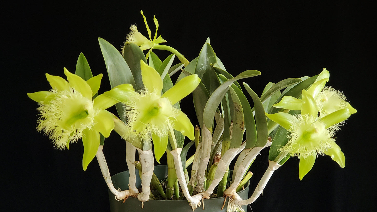 Cattleya schroederae x Brassavola digbyana Cattleya La Foresta Orchids 