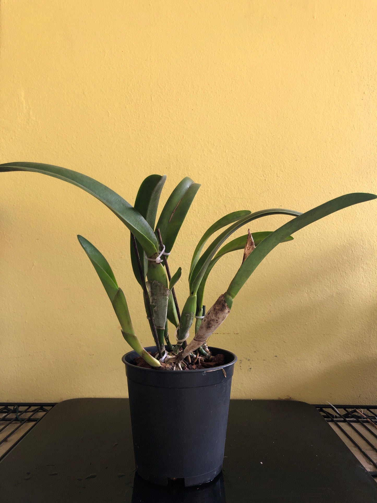 Cattleya schroederae x Rhyncholaelia digbyana Cattleya La Foresta Orchids 