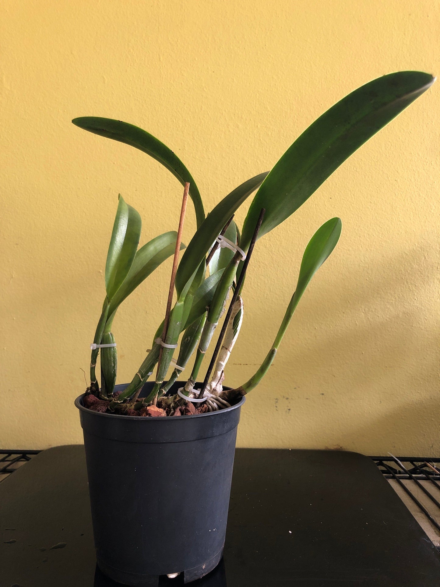 Cattleya schroederae x Rhyncholaelia digbyana Cattleya La Foresta Orchids 