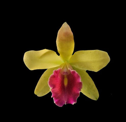 Cattleya Small World x Cattleya Triumphans Cattleya La Foresta Orchids 