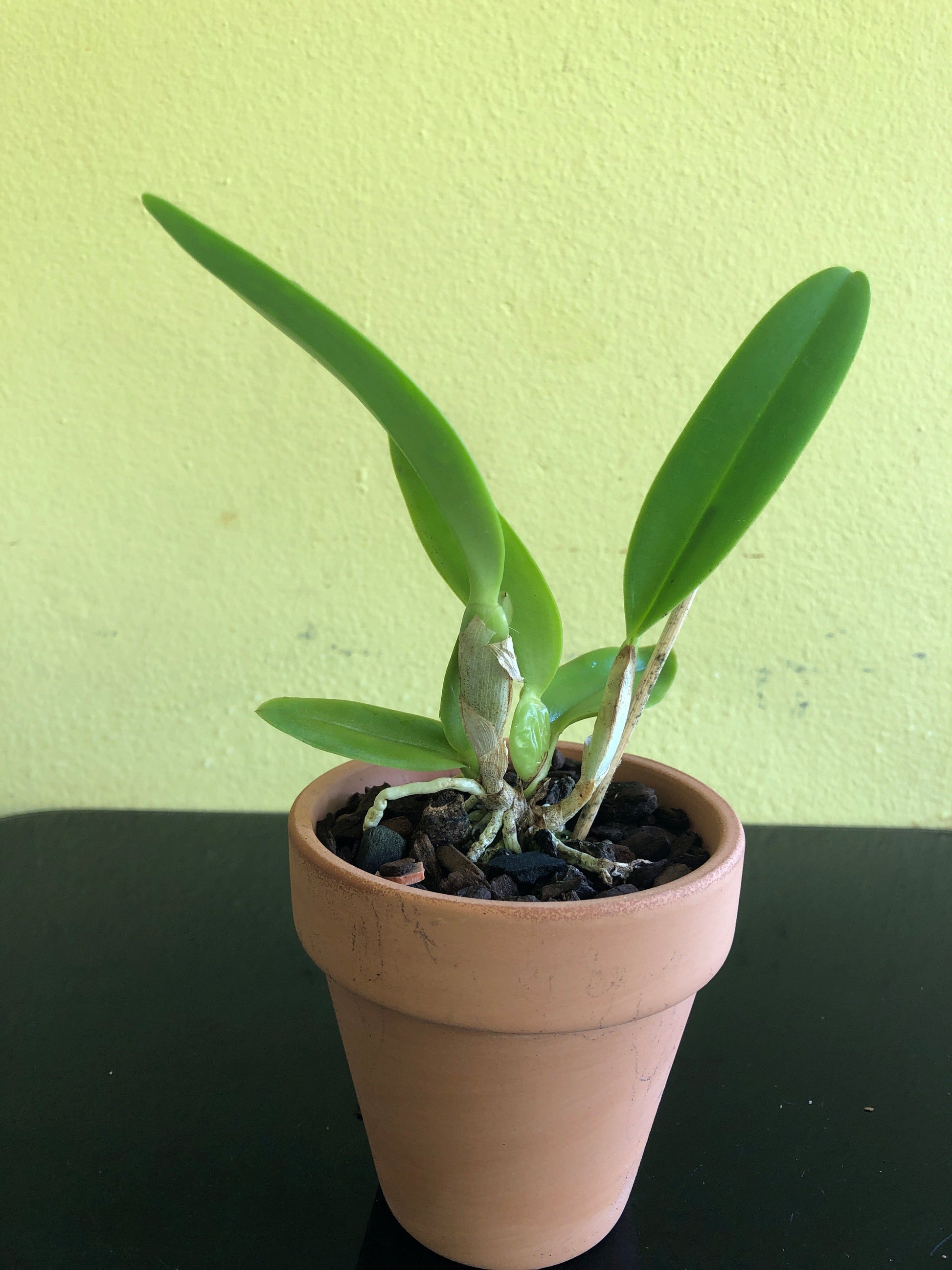 Cattleya trianae var. concolor Cattleya La Foresta Orchids 