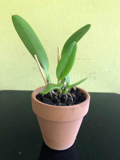 Cattleya trianae var. concolor Cattleya La Foresta Orchids 