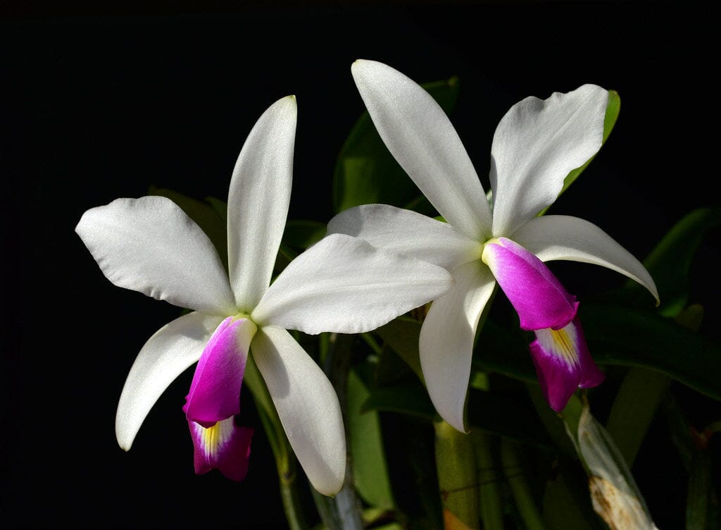 Cattleya violacea var. semi alba Cattleya La Foresta Orchids 