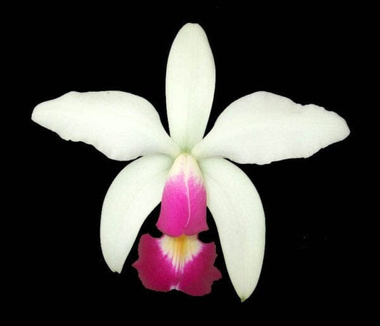 Cattleya violacea var. semi alba Cattleya La Foresta Orchids 