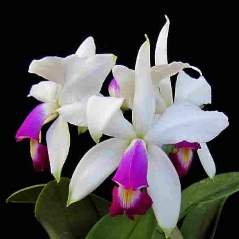 Cattleya violacea var. semi alba Cattleya La Foresta Orchids 