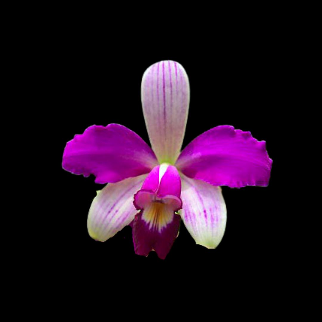 Cattleya violacea var. semi alba flamea Cattleya La Foresta Orchids 