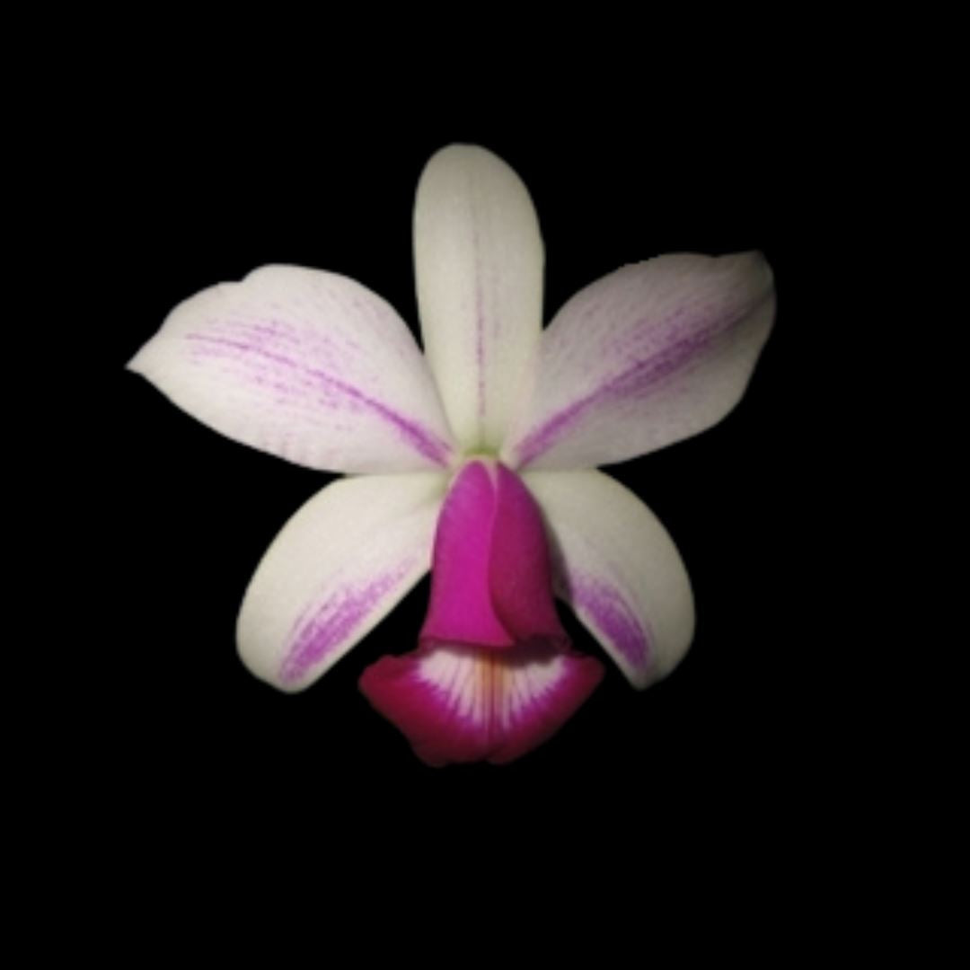 Cattleya violacea var. semi alba flamea Cattleya La Foresta Orchids 