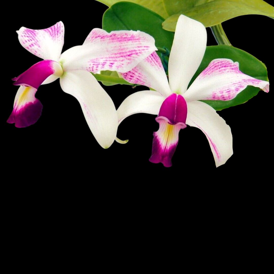 Cattleya violacea var. semi alba flamea Cattleya La Foresta Orchids 