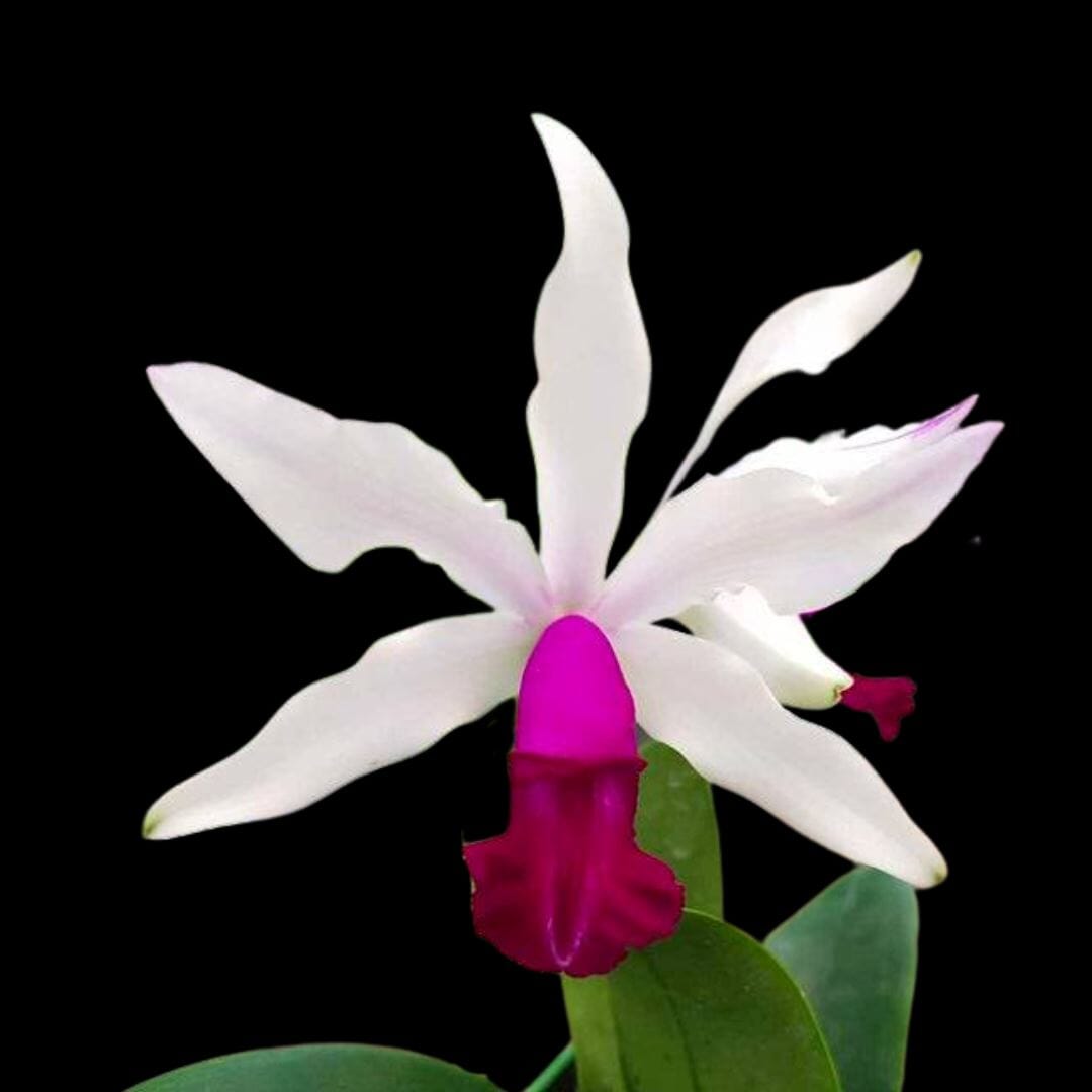 Cattleya violacea var. semi alba × Myrmecophila albopurpurea Myrmecophila La Foresta Orchids 