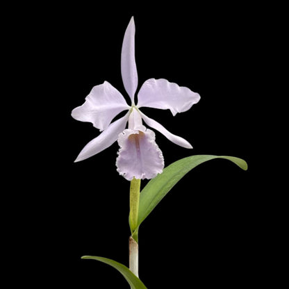 Cattleya warscewiczii coerulea x Cattleya maxima coerulea Cattleya La Foresta Orchids 