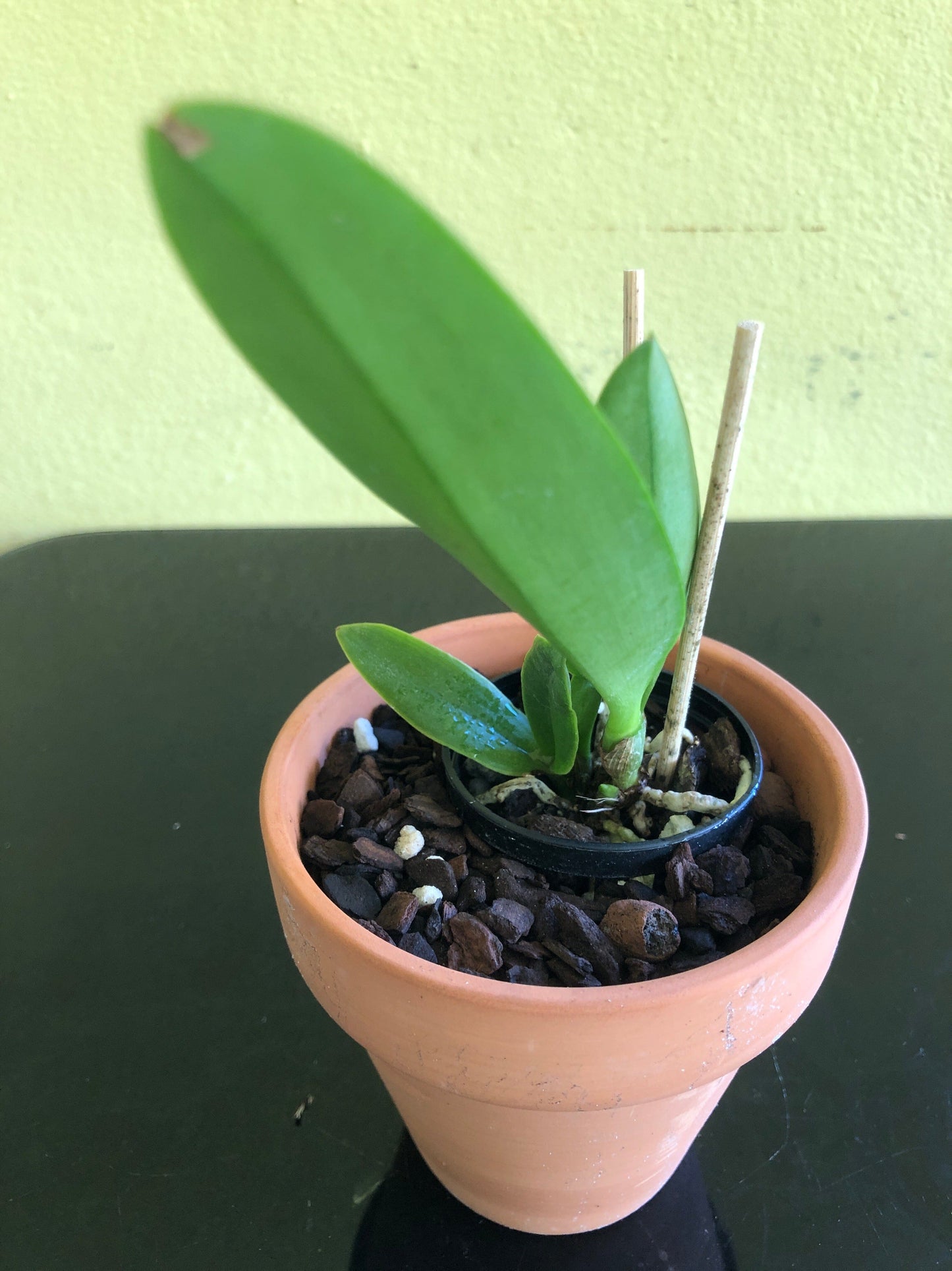 Cattleya warscewiczii coerulea x Cattleya maxima coerulea Cattleya La Foresta Orchids 