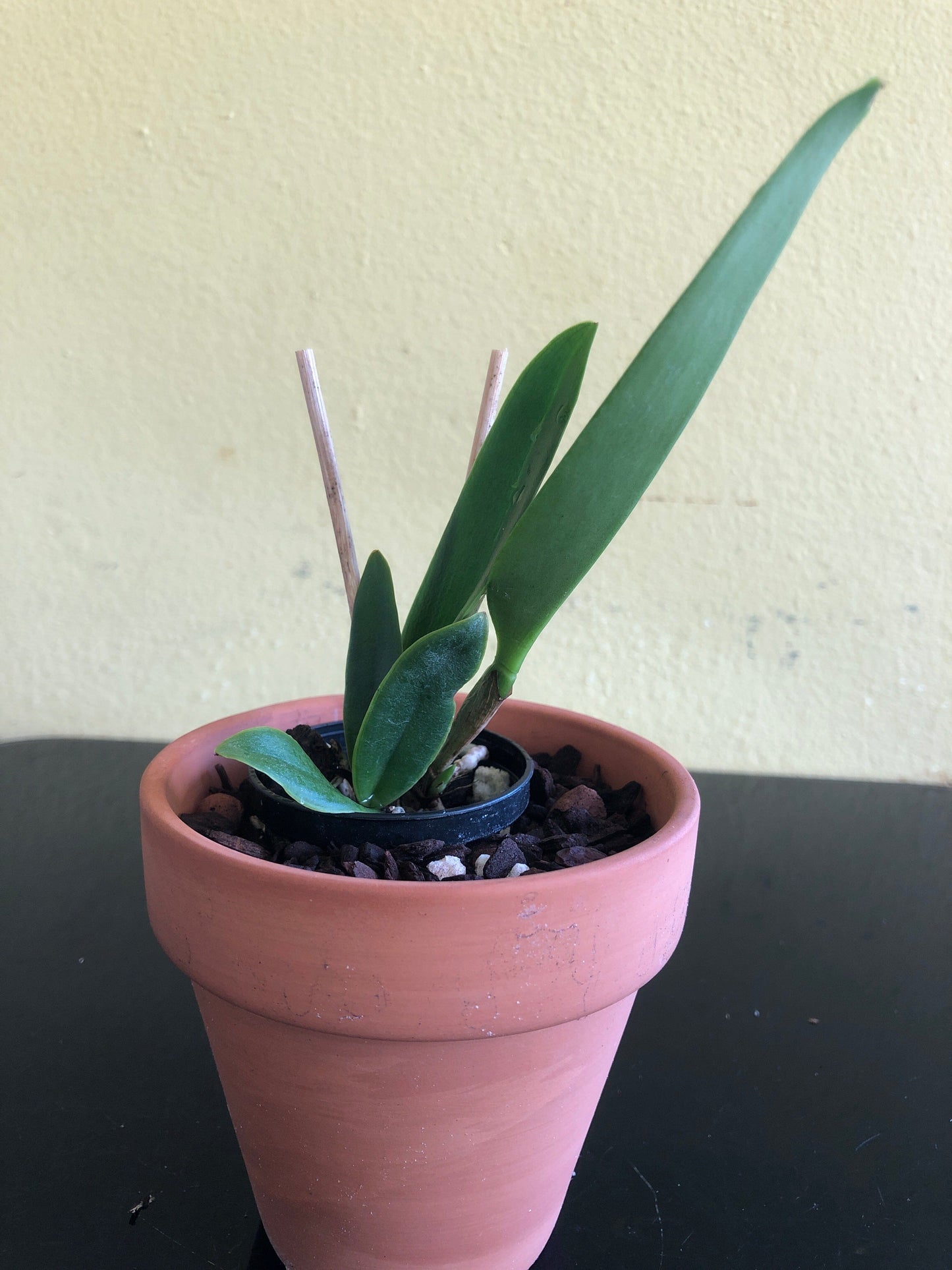 Cattleya warscewiczii coerulea x Cattleya maxima coerulea Cattleya La Foresta Orchids 