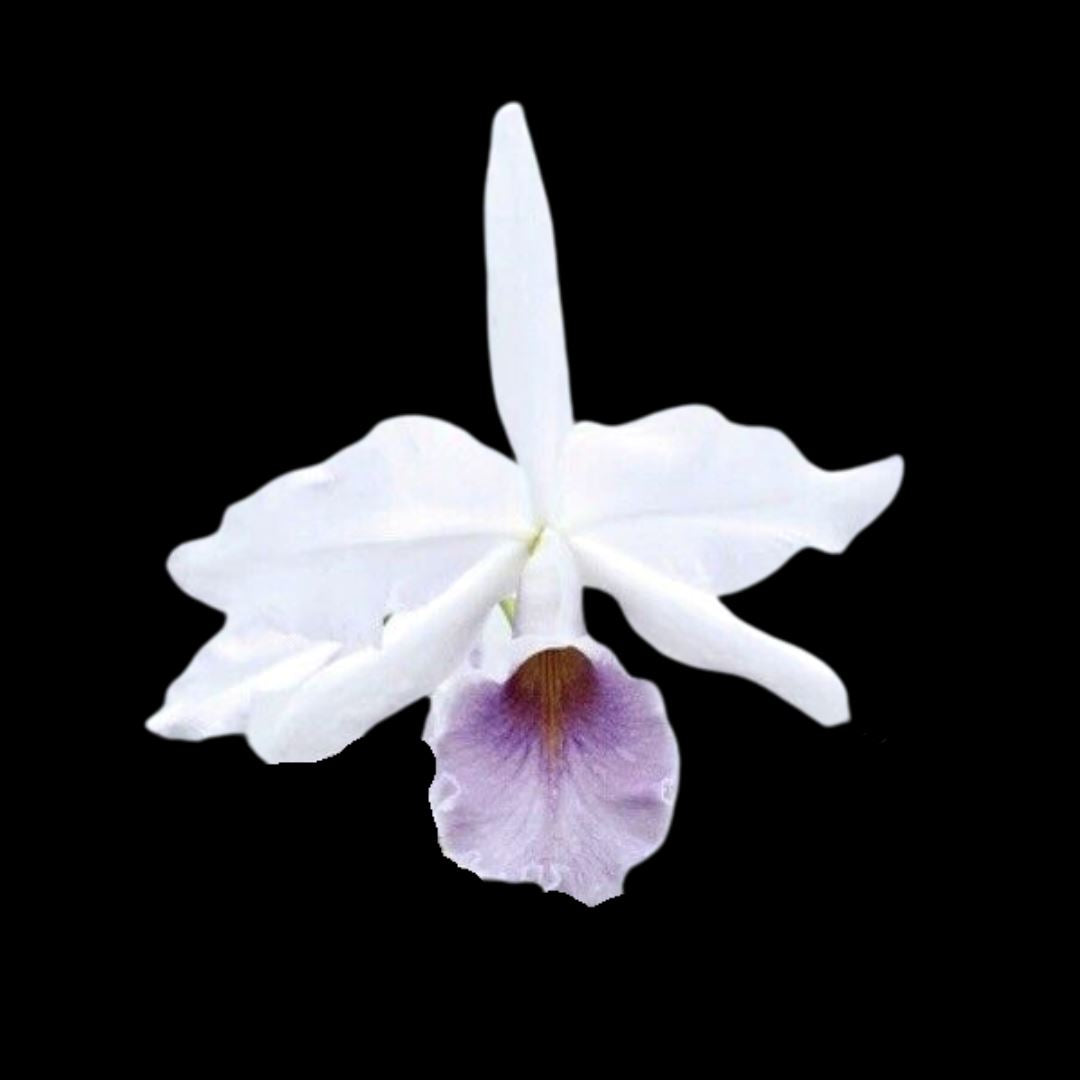 Cattleya warscewiczii coerulea x Cattleya maxima coerulea Cattleya La Foresta Orchids 