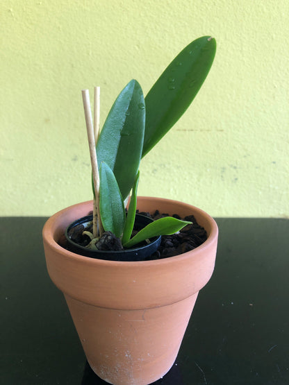 Cattleya warscewiczii coerulea x Cattleya maxima coerulea Cattleya La Foresta Orchids 