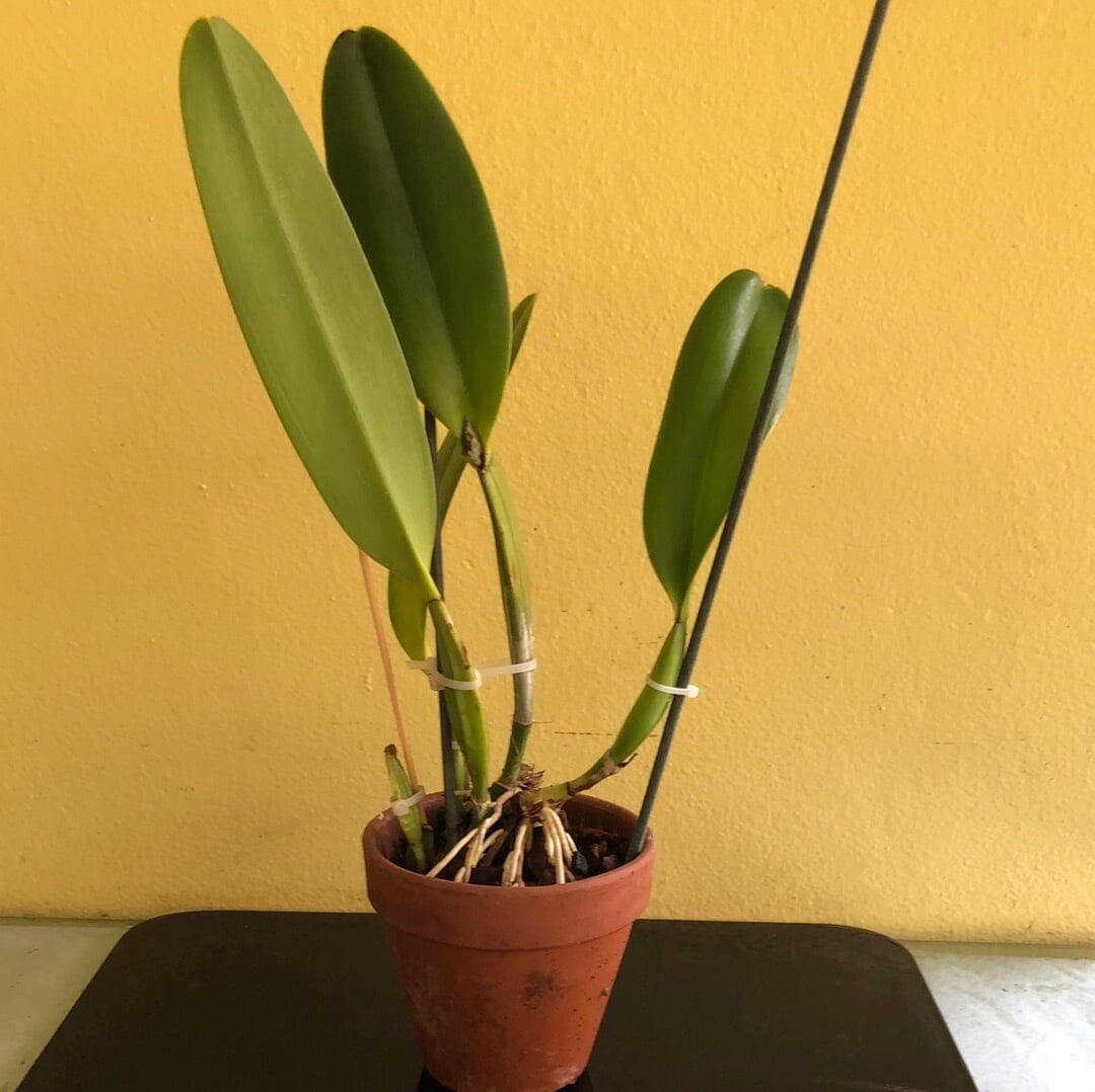 Cattleya warscewiczii var. alba Cattleya La Foresta Orchids 