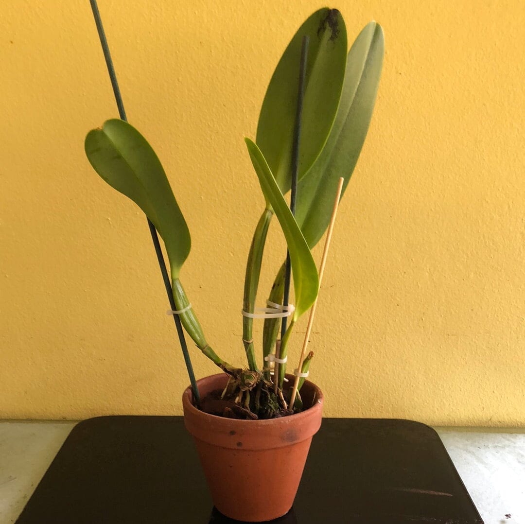 Cattleya warscewiczii var. alba Cattleya La Foresta Orchids 