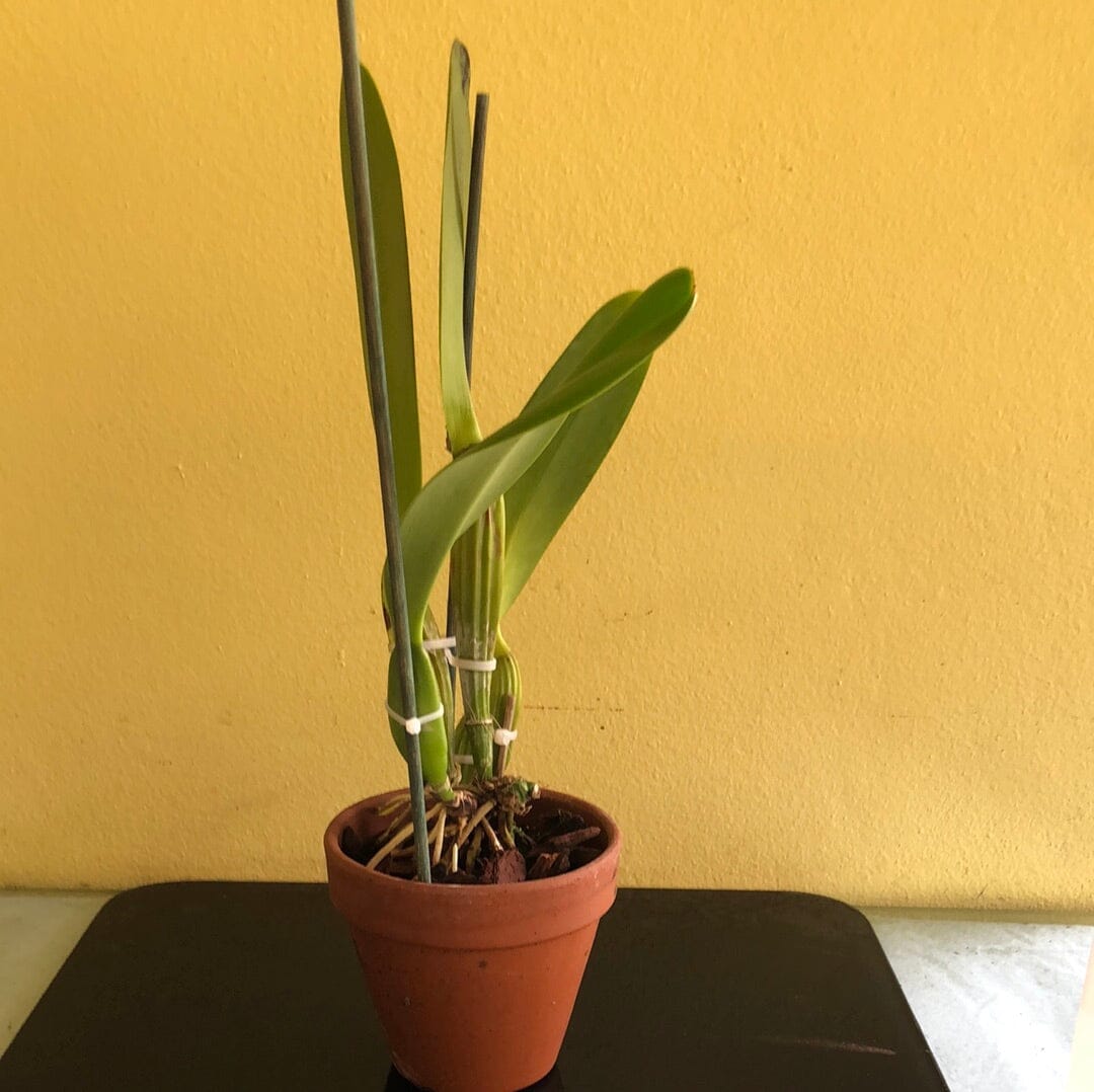 Cattleya warscewiczii var. alba Cattleya La Foresta Orchids 