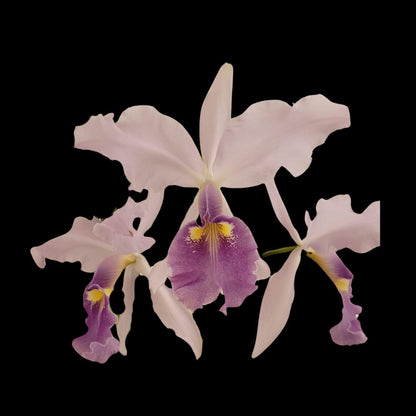 Cattleya warscewiczii var. coerulea Cattleya La Foresta Orchids 