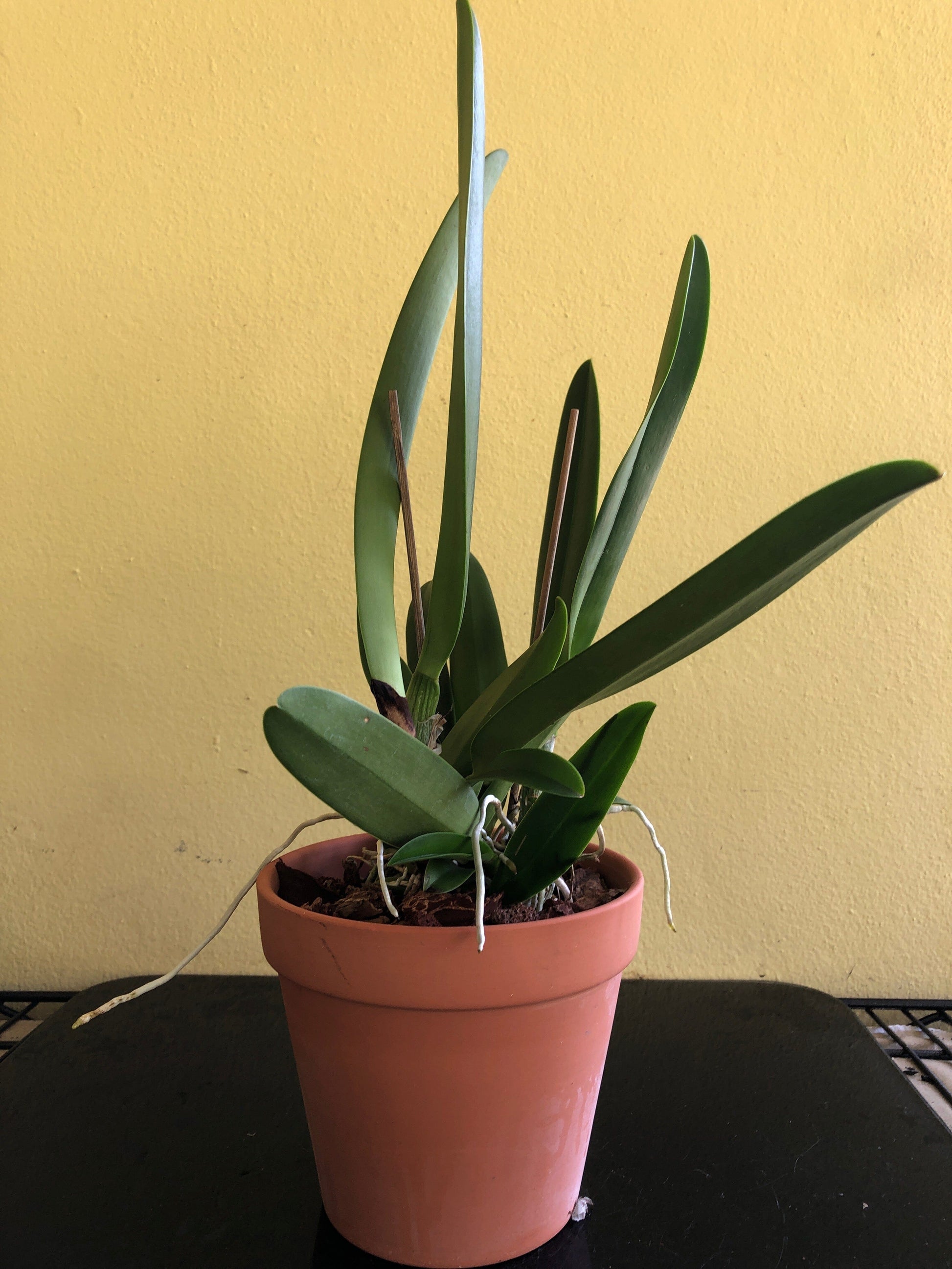 Cattleya warscewiczii var. coerulea Cattleya La Foresta Orchids 