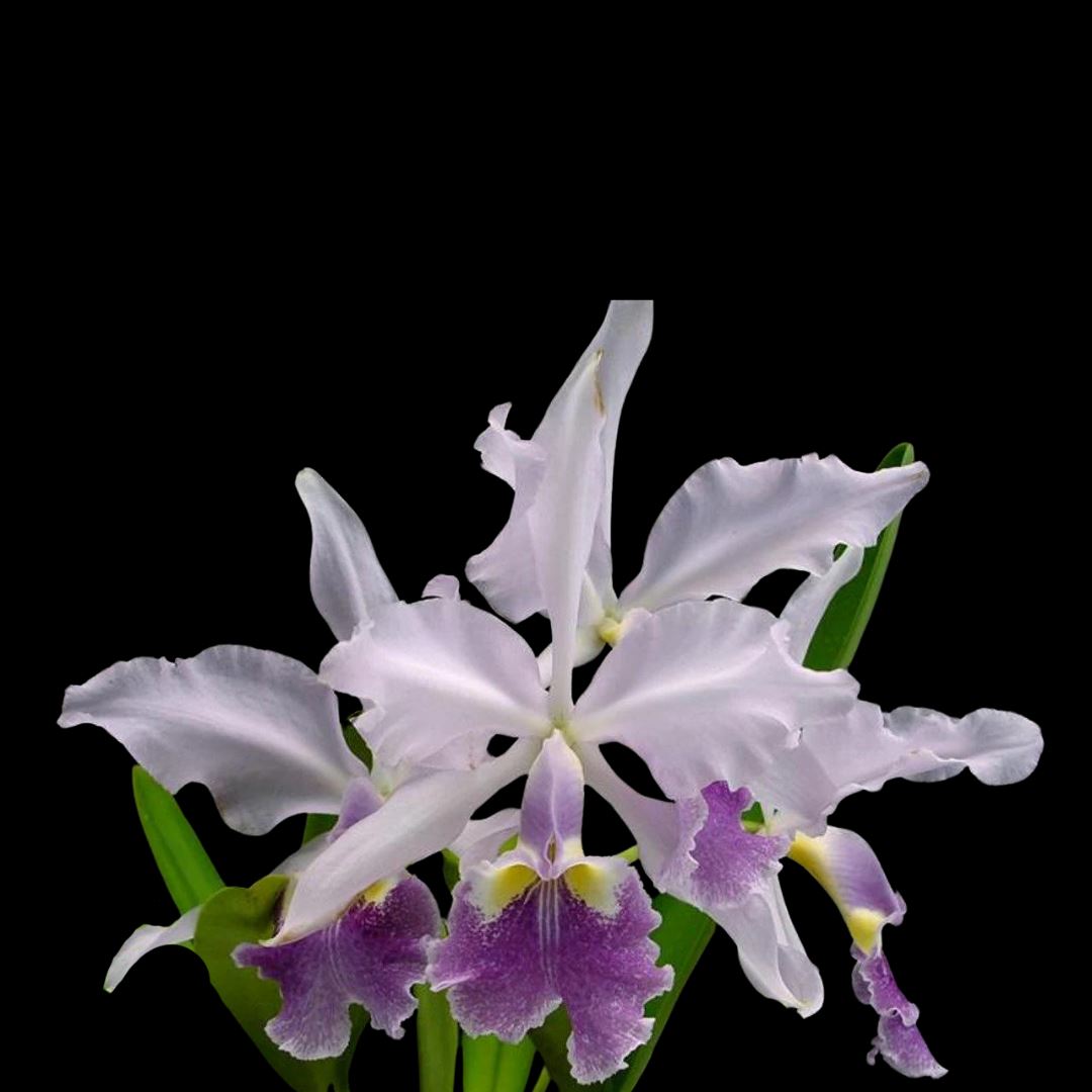 Cattleya warscewiczii var. coerulea Cattleya La Foresta Orchids 