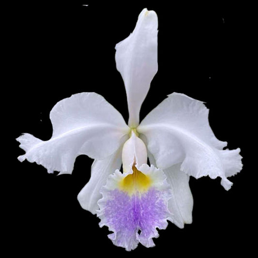 Cattleya warscewiczii var. coerulea Cattleya La Foresta Orchids 