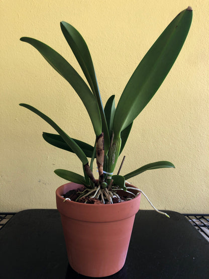 Cattleya warscewiczii var. coerulea Cattleya La Foresta Orchids 