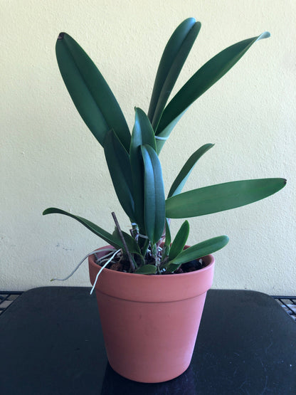 Cattleya warscewiczii var. coerulea Cattleya La Foresta Orchids 