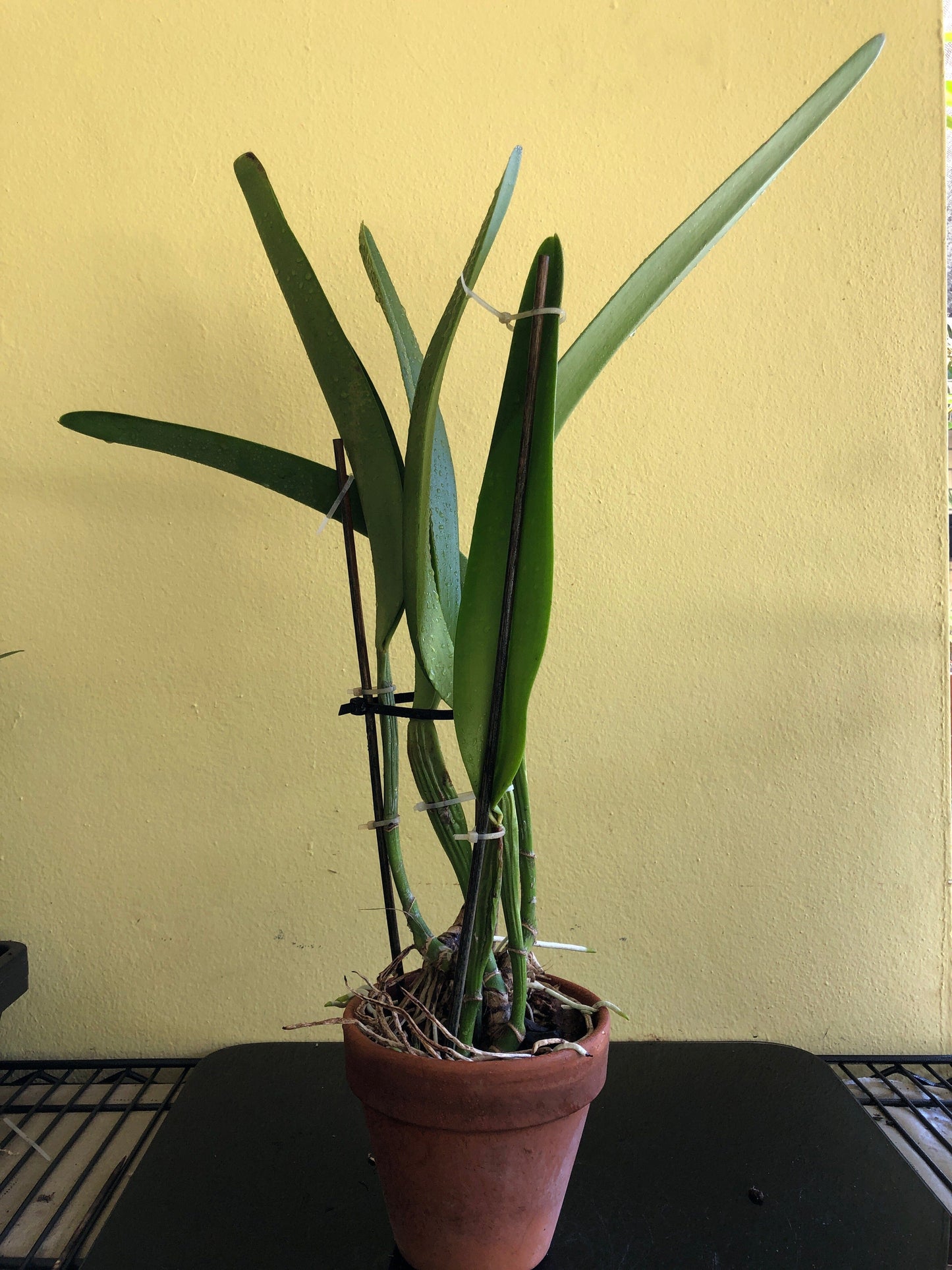 Cattleya warscewiczii var. sanderiana Cattleya La Foresta Orchids 