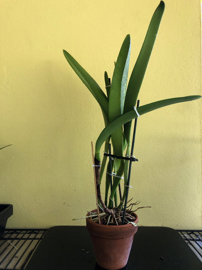 Cattleya warscewiczii var. sanderiana Cattleya La Foresta Orchids 