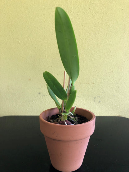 Cattleya warscewiczii var. sanderiana Cattleya La Foresta Orchids 