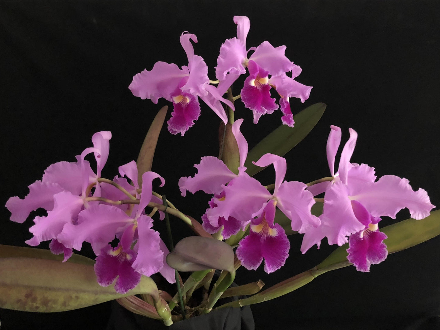 Cattleya warscewiczii var. sanderiana Cattleya La Foresta Orchids 