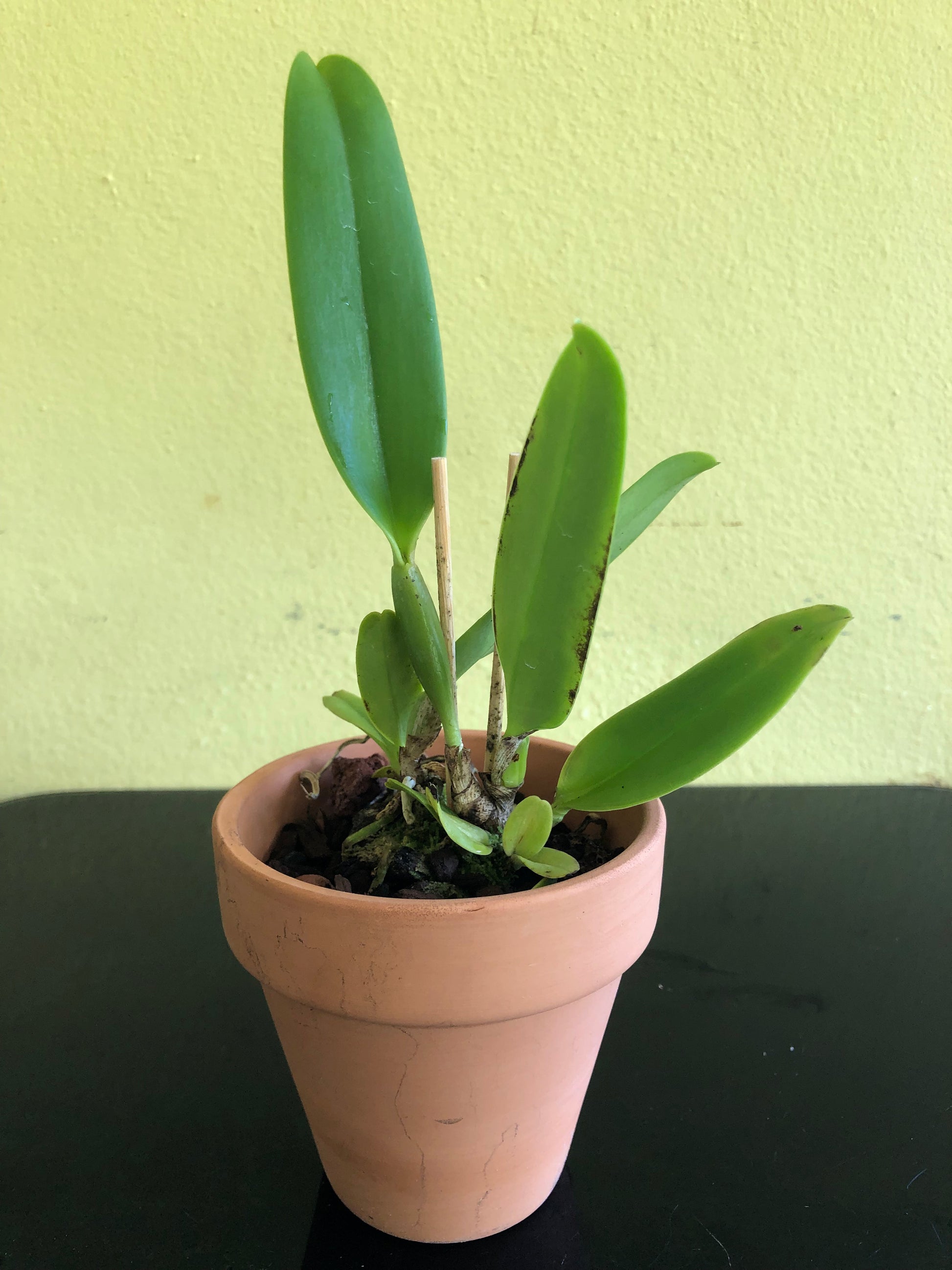 Cattleya warscewiczii var. sanderiana Cattleya La Foresta Orchids 