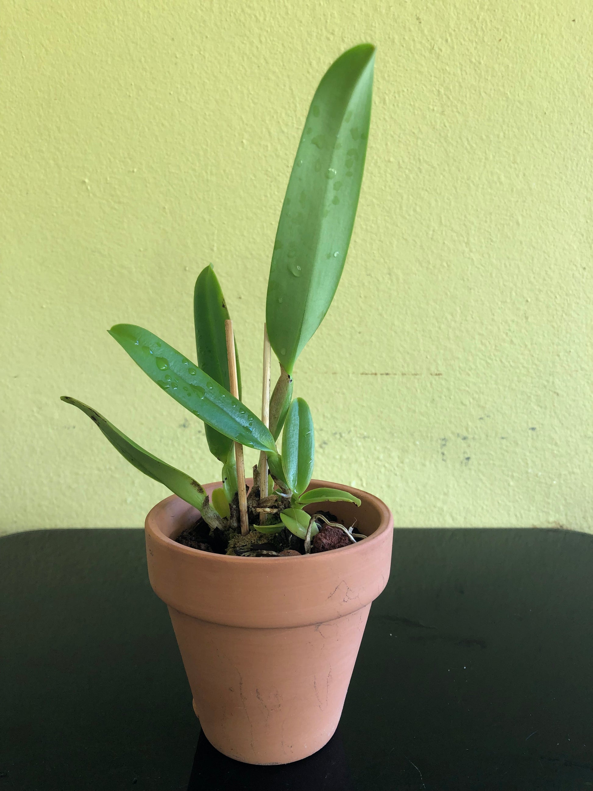 Cattleya warscewiczii var. sanderiana Cattleya La Foresta Orchids 