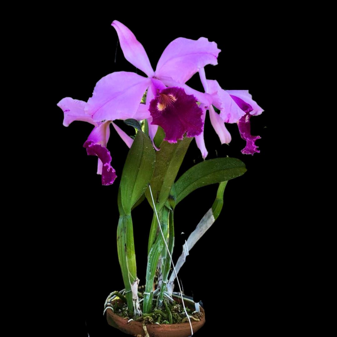 Cattleya warscewiczii var. sanderiana Cattleya La Foresta Orchids 