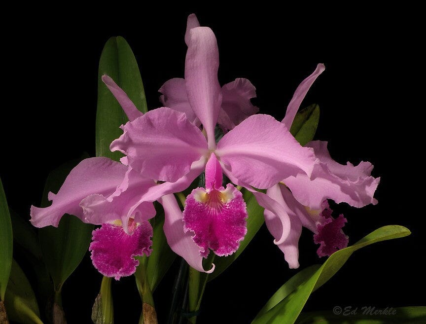 Cattleya warscewiczii var. sanderiana Cattleya La Foresta Orchids 