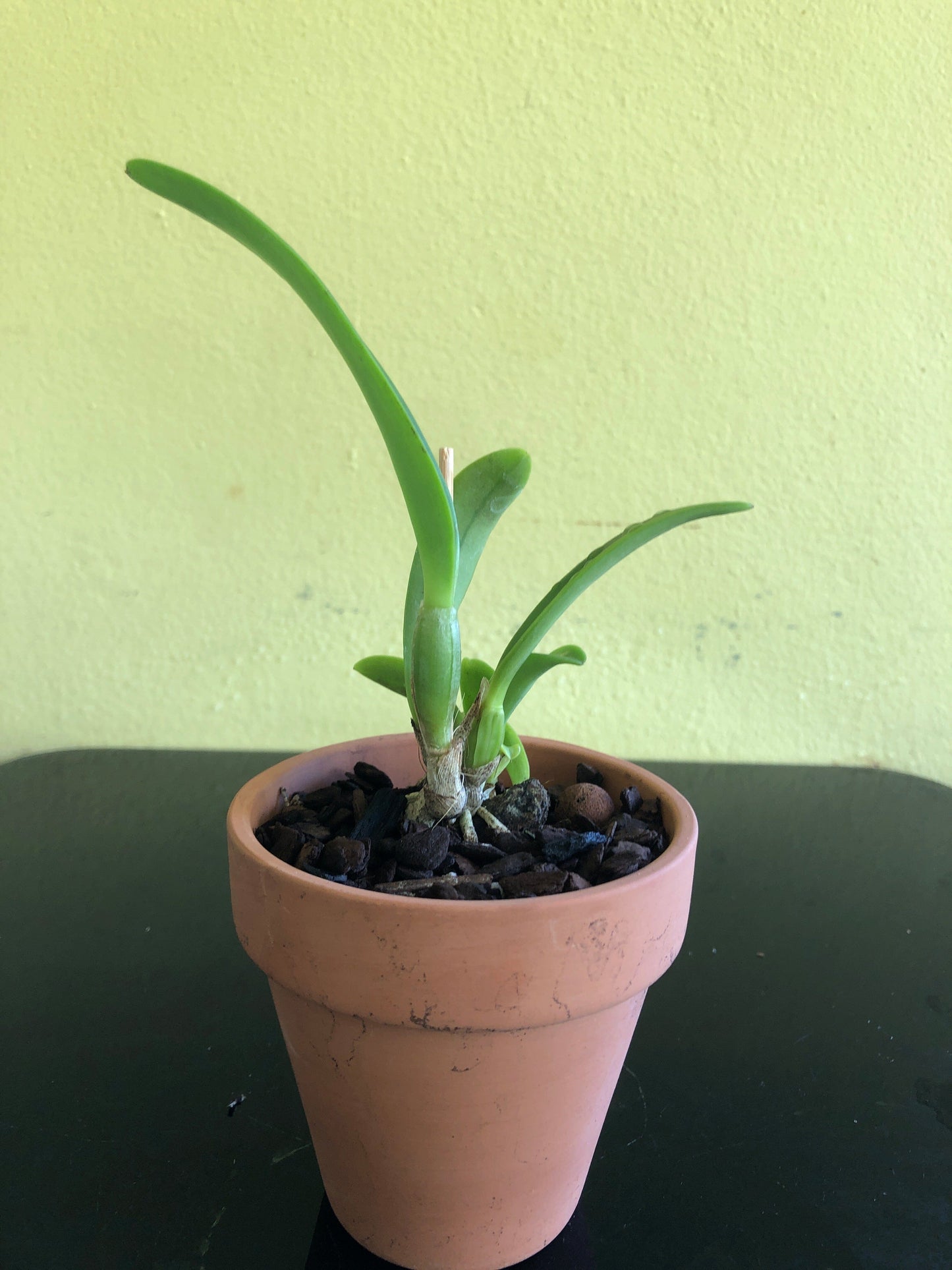 Cattleya warscewiczii var. semi alba 'Frau Melanie Beyrodt' FCC/AOS x 'Bedford' Cattleya La Foresta Orchids 