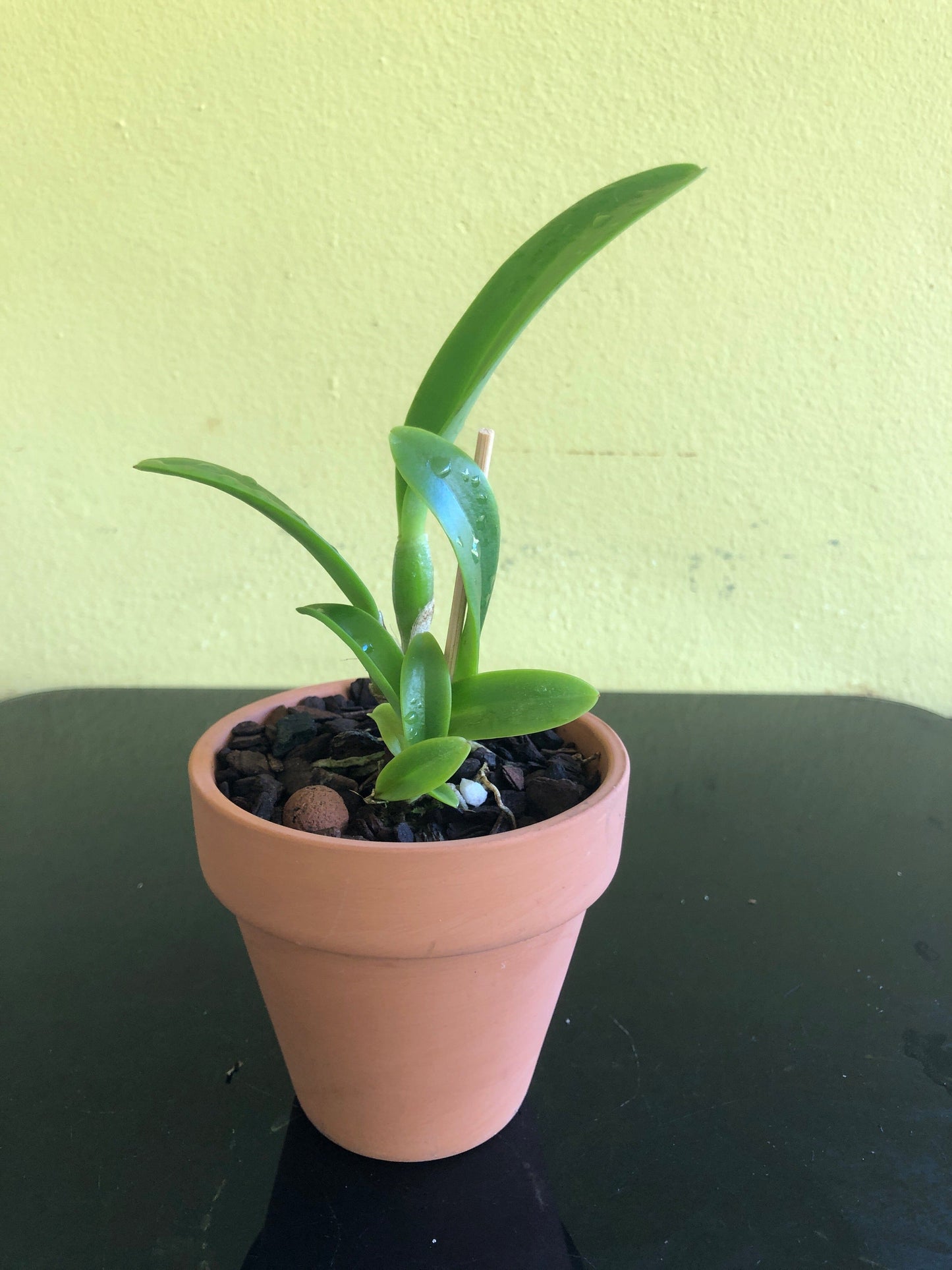 Cattleya warscewiczii var. semi alba 'Frau Melanie Beyrodt' FCC/AOS x 'Bedford' Cattleya La Foresta Orchids 