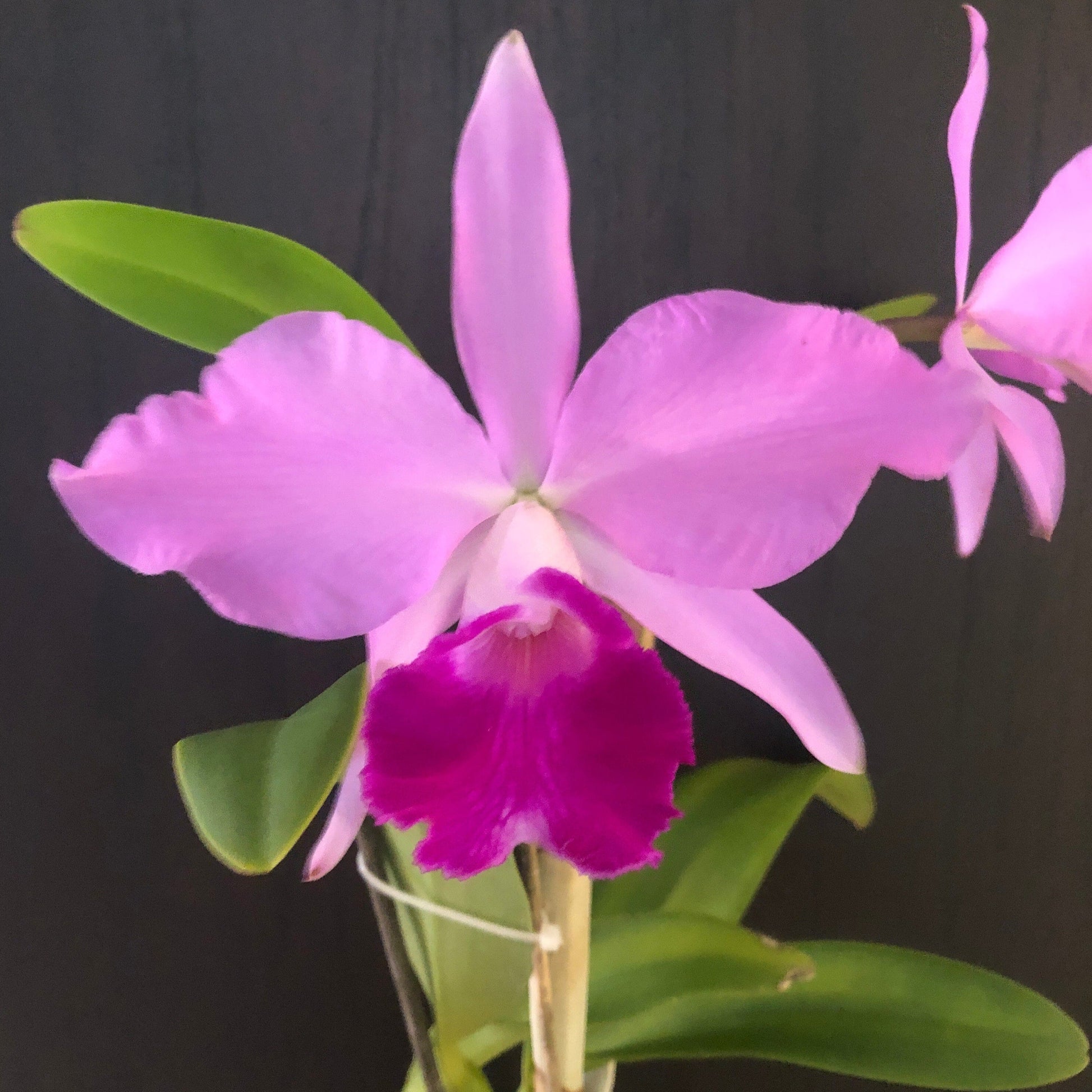 Cattleya warscewiczii var. tipo x Cattleya violacea var. tipo - In BLOOM! Cattleya La Foresta Orchids 