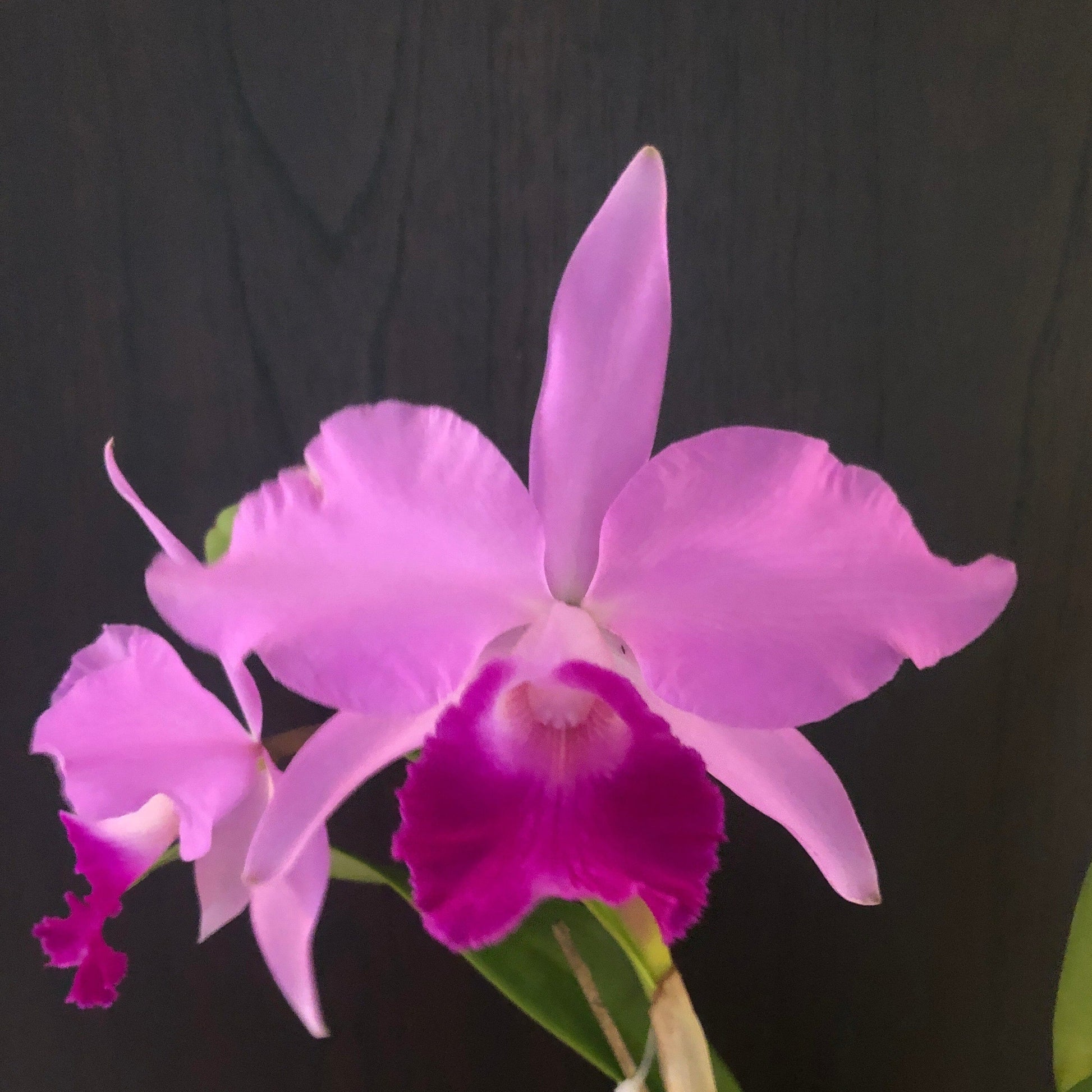 Cattleya warscewiczii var. tipo x Cattleya violacea var. tipo - In BLOOM! Cattleya La Foresta Orchids 