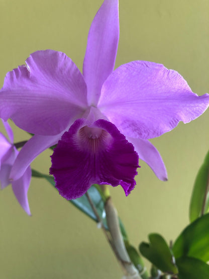 Cattleya warscewiczii var. tipo x Cattleya violacea var. tipo - In BLOOM! Cattleya La Foresta Orchids 