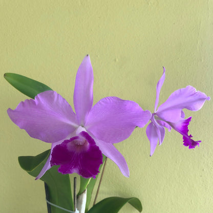 Cattleya warscewiczii var. tipo x Cattleya violacea var. tipo - In BLOOM! Cattleya La Foresta Orchids 