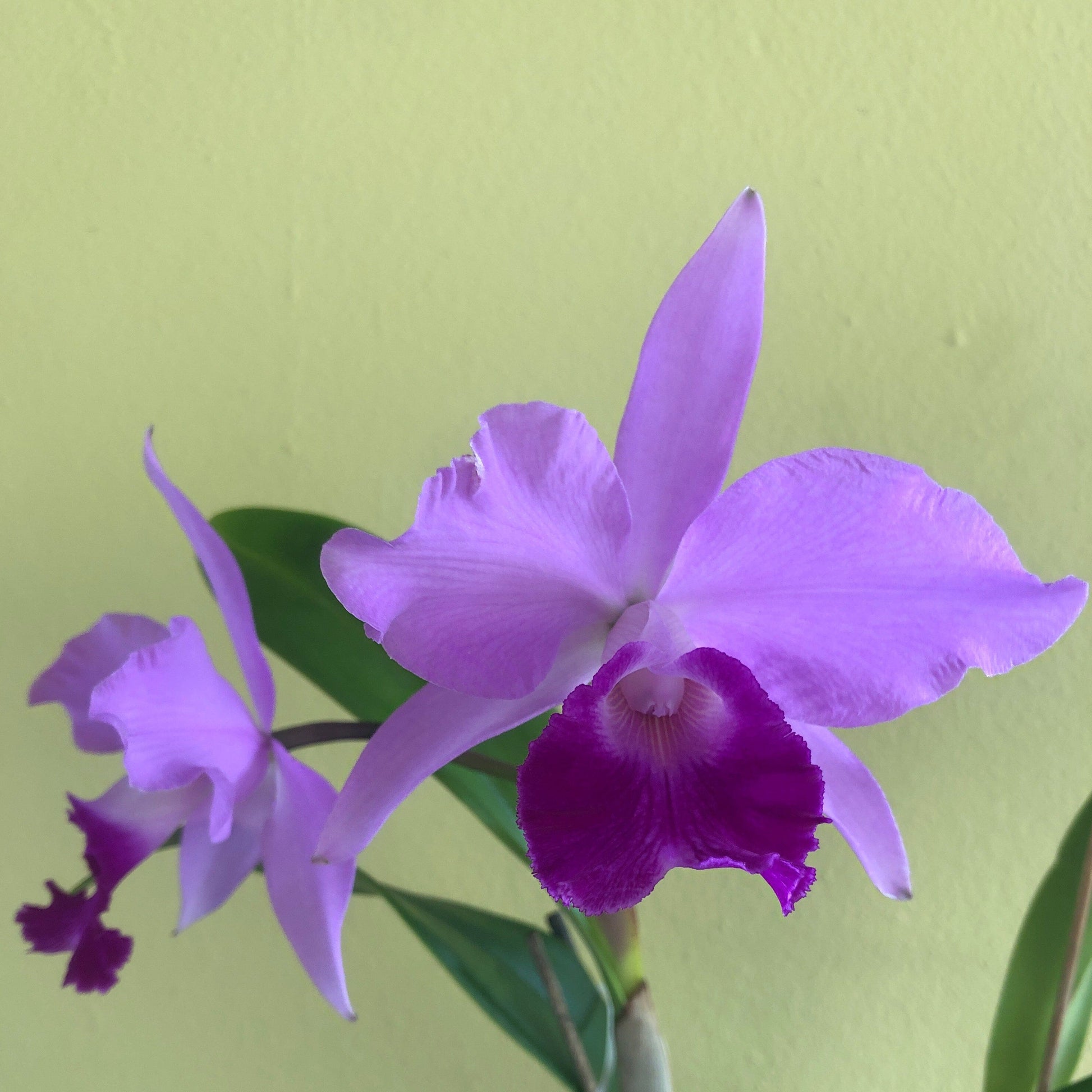 Cattleya warscewiczii var. tipo x Cattleya violacea var. tipo - In BLOOM! Cattleya La Foresta Orchids 