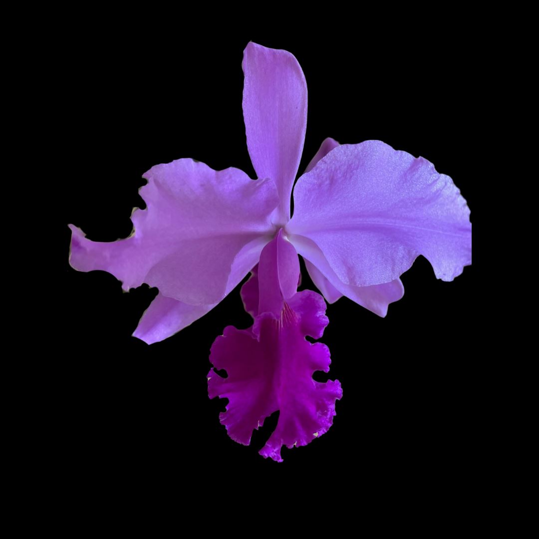 Cattleya warscewiczii x Cattleya warneri - In BLOOM! Cattleya La Foresta Orchids 