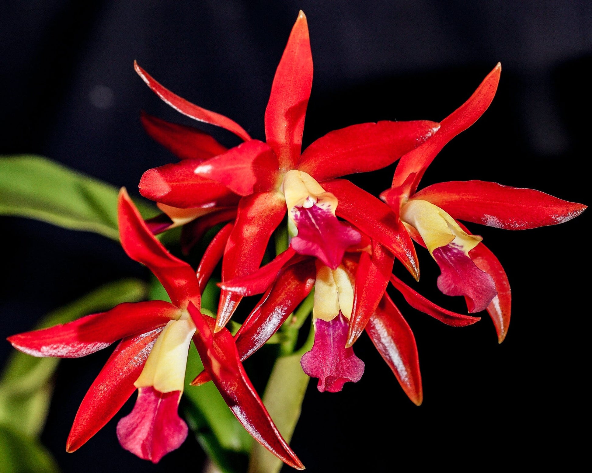 Cattlianthe Chocolate Drop 'Kodama' Cattleya La Foresta Orchids 